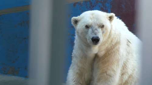 Πέθανε η Αμντέρμα, η γηραιότερη λευκή αρκούδα της Ρωσίας