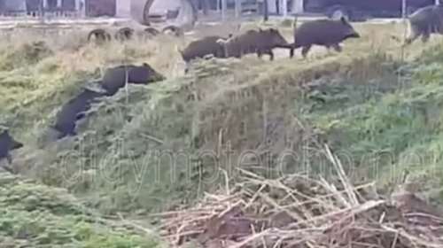 Βίντεο: Αγριογούρουνα &quot;βολτάρουν&quot; ανενόχλητα μέσα στο Διδυμότειχο!