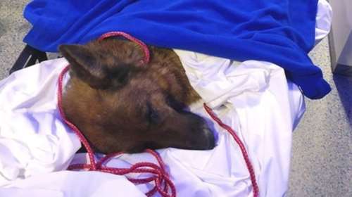 Η συγκινητική ιστορία της 8χρονης Ραπουνζέλ που γύρισε στο σπίτι της