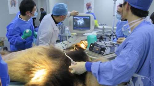 Γιγάντιο πάντα νοσηλεύεται σε κρίσιμη κατάσταση μετά από εγχείρηση στομάχου