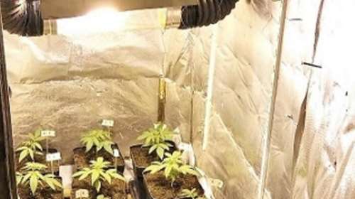Κατ' οίκον καλλιέργεια υδροπονικής ακατέργαστης κάνναβης στην Κέρκυρα