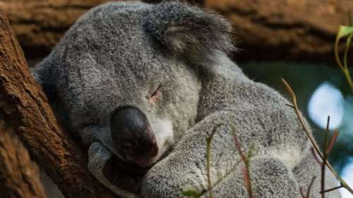 Κοάλα: Το ζώο που κοιμάται 20 ώρες το 24ωρο