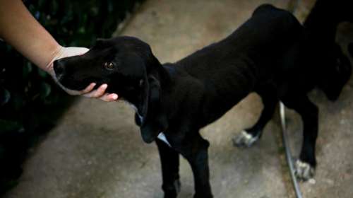 Κινητοποίηση για τα δικαιώματα των ζώων στη Θεσσαλονίκη