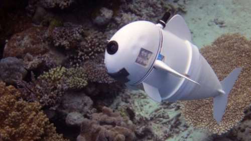 Ενα ψάρι που το λένε SoFi ερωτοτροπεί στον βυθό