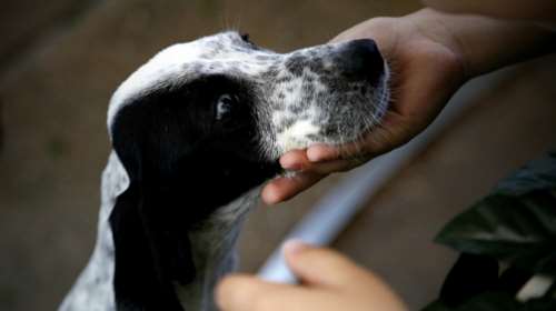 Σοκαριστικό το νομοσχέδιο Τσιρώνη για τα ζώα συντροφιάς