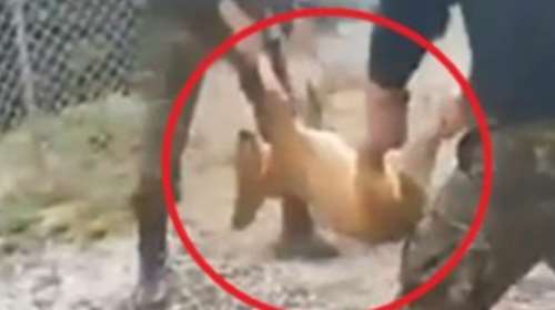 Γιαννιτσά: Σάλος με πρωτοφανή κακοποίηση σκύλου από φαντάρους