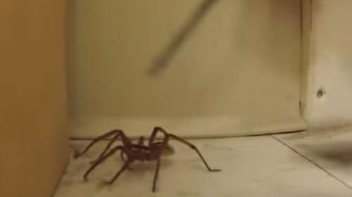 Καθαρίζει την αράχνη από τη σκόνη και της ...αρέσει! [βίντεο]