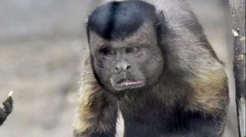 Μαϊμού με «ανθρώπινο πρόσωπο» σαρώνει το διαδίκτυο