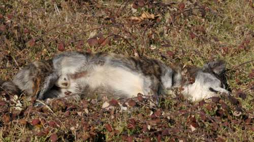 Κατεπείγουσα έρευνα για μαζική εξόντωση ζώων στον Υμηττό