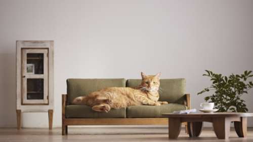 Οι Ιάπωνες έφτιαξαν τα πρώτα έπιπλα αποκλειστικά για γάτες