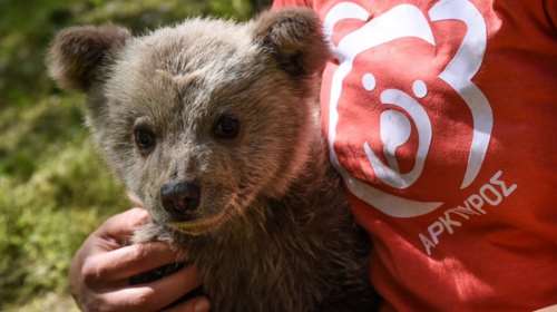Πώς κέρδισε το όνομά του ο Λουίτζι: Ενα ορφανό αρκουδάκι, μόλις λίγων μηνών