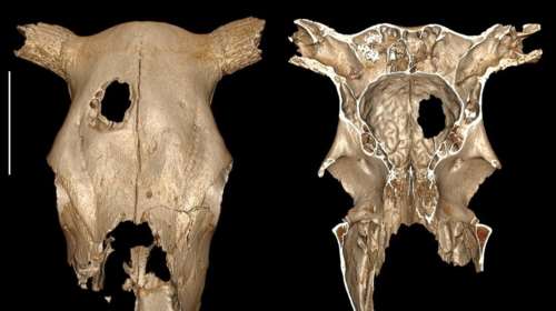 Πριν 5.000 έτη η αρχαιότερη κτηνιατρική χειρουργική επέμβαση