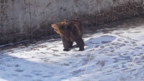 Άρχισε τις βόλτες της η Χριστίνα, η αρκούδα