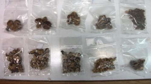 Δενδρύλια με κάνναβη και παραισθησιογόνα σε σπίτια στο Ρέθυμνο