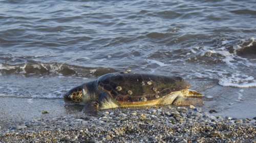 Δεύτερη χελώνα καρέτα - καρέτα βρέθηκε νεκρή μέσα σε 2 ημέρες