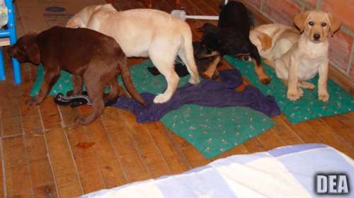 Κτηνίατρος έραβε πακέτα ηρωίνης σε στομάχια κουταβιών