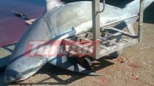 Έπιασαν καρχαρία 200 κιλών στον Πατραϊκό
