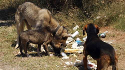Θεσσαλονίκη: Μέτρα για τη ραγδαία αύξηση των αδέσποτων ζώων στο Σέιχ Σου