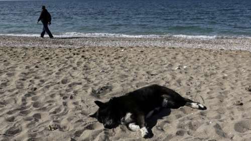 Συνελήφθησαν δύο άτομα στη Ζάκυνθο - Πυροβόλησαν και σκότωσαν σκύλο
