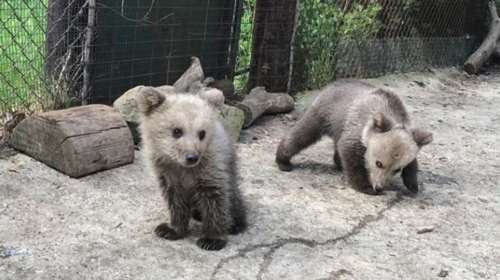 Η Σοφία θα μεγαλώσει μαζί με τον Λουίτζι