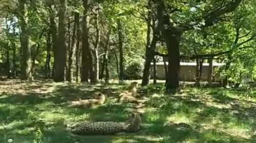 Οικογένεια Γάλλων ήθελε να κάνει πικ νικ κοντά σε... γατόπαρδους