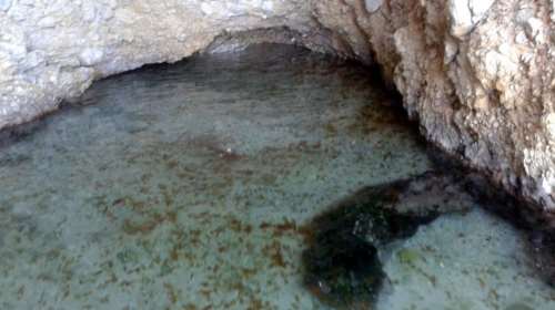 &quot;Βρεφοκομείο&quot; με τσούχτρες σε σπηλιά στον Κορινθιακό