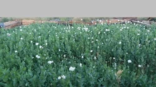 Φυτεία με όπιο «αλα Αφγανιστάν» στο Νεοχωράκι Θήβας