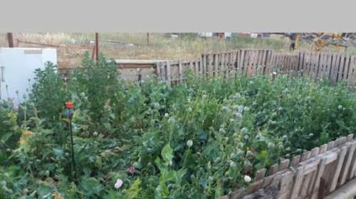 Αναζητούν τον ιδιοκτήτη του οικοπέδου με την φυτεία παπαρούνας στη Θήβα