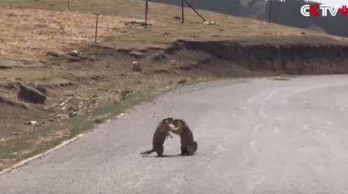 «Άγριος» καβγάς δύο αρσενικών για θηλυκιά ...μαρμότα [βίντεο]