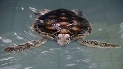 Το Μοναδικό Κέντρο Αποκατάστασης Χελωνών στη Βουλγαρία συγκεντρώνει πόρους για την επέκτασή του