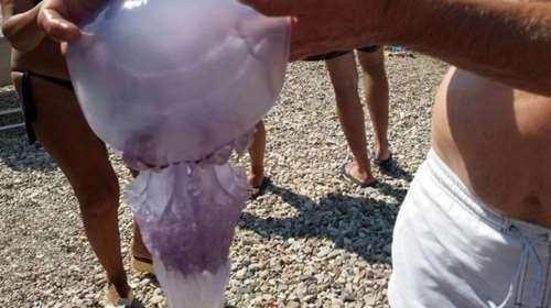 Επιστρέφουν οι μέδουσες στον Κορινθιακό