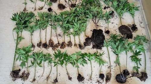 Με πλήρες εργαστήριο skunk στο σπίτι του 42χρονος καλλιεργούσε κάνναβη