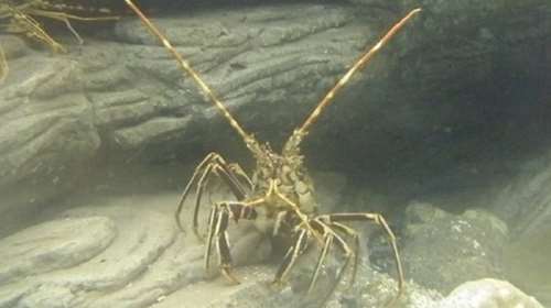 Καραβίδα κόβει τη δαγκάνα της για να μην γίνει γεύμα (βίντεο)