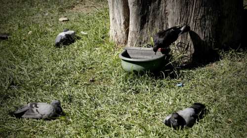 Εκκληση να μην καταστραφούν τα δοχεία δροσιάς για τα αδέσποτα