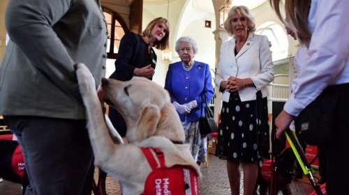 Η βασίλισα Ελισάβετ με σκύλους που μυρίζονται ασθένειες