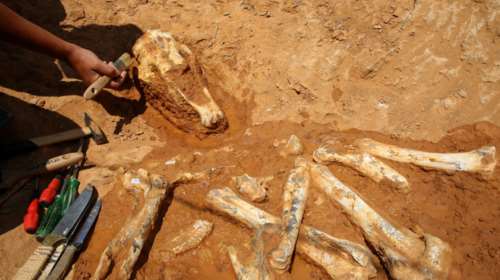 Πίθηκοι, ρινόκεροι, καμηλοπαρδάλεις, ύαινες ζούσαν στο Πικέρμι