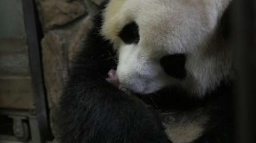 Κίνα: Δίδυμα πάντα γεννήθηκαν στην Τσενγκντού