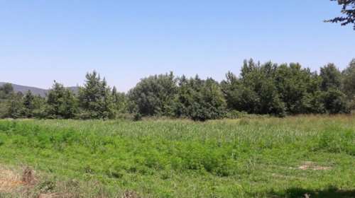 Μεγάλη χασισοφυτεία εντοπίστηκε στην Καρδίτσα-εικόνες, βίντεο