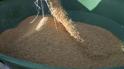 Παιδίατροι ζητούν ενημέρωση για το ανόργανο αρσενικό σε προϊόντα ρυζιού