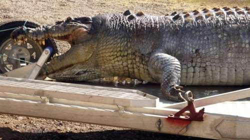 Μετά από 8 χρόνια έπιασαν κροκόδειλο 600 κιλών στην Αυστραλία!