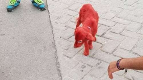 Η ανθρώπινη βλακεία δεν έχει όρια! Έβαψαν κουτάβι κόκκινο (φωτό)