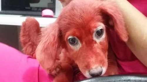 Εικόνες ντροπής: Βρέθηκε κουτάβι βαμμένο με κόκκινη μπογιά