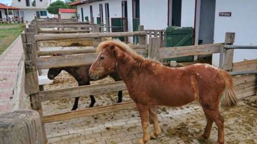 Ταινία από μαθητές για τα μικρόσωμα αλογάκια της Ρόδου