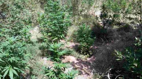 Σε εξέλιξη μεγάλη επιχείρηση στη Φθιώτιδα για φυτείες κάνναβης