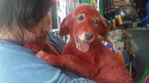 Αίσιο τέλος για το κουτάβι που είχαν βάψει με κόκκινη μπογιά