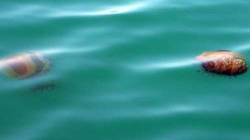 Οι 26 παραλίες της Ελλάδας που τις έχουν πνίξει οι μέδουσες