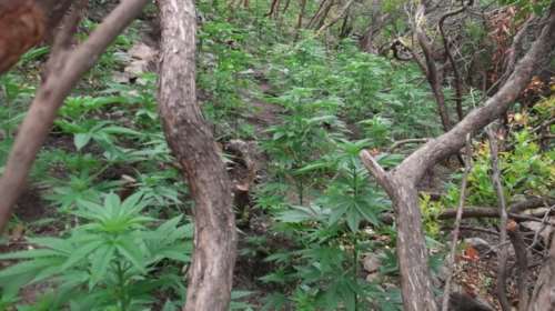 Τέσσερις φυτείες κάνναβης στον Μυλοπόταμο Ρεθύμνου