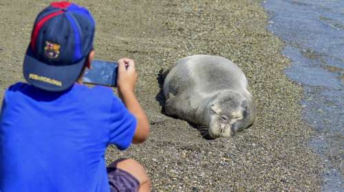 Νεαρή φώκια κολύμπησε με λουόμενους και αποκοιμήθηκε σε παραλία στη Σκόπελο