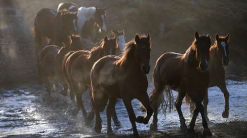 Η εντυπωσιακή μετακίνηση 250 αλόγων στην Αυστραλία