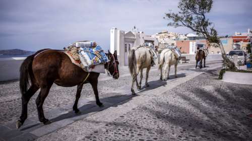 Υπουργική εγκύκλιος για την κακοποίηση όνων στα νησιά